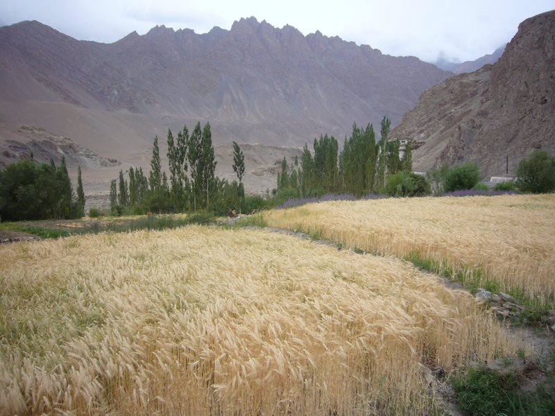 Travel - India - Ladakh - Trip to Alchi - Alchi to Saspol